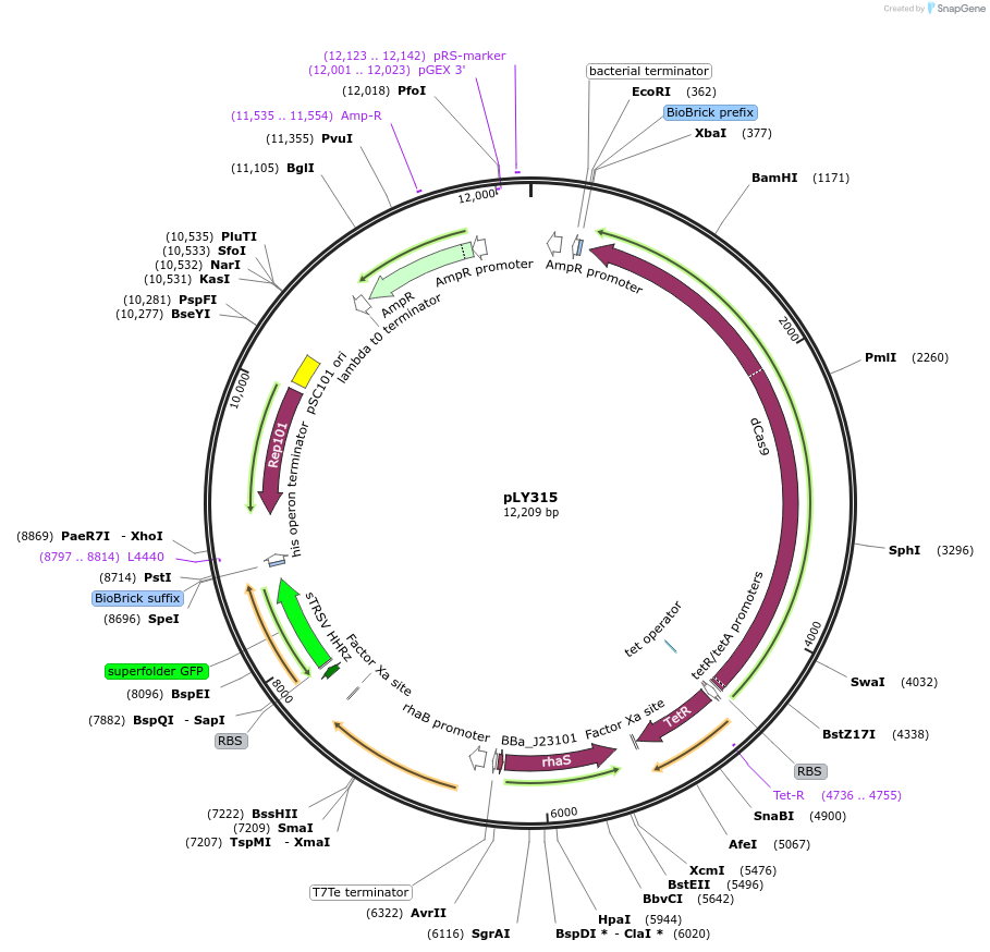 184160-plasmid-map-sequence-id-376259