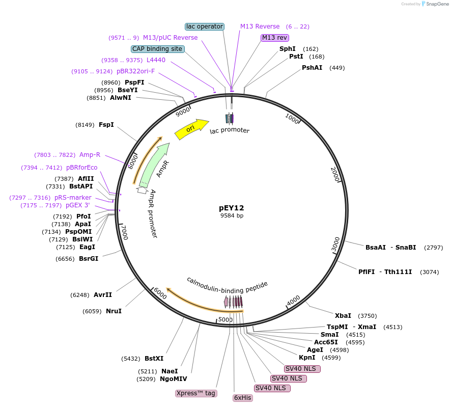191018-plasmid-map-sequence-id-376268