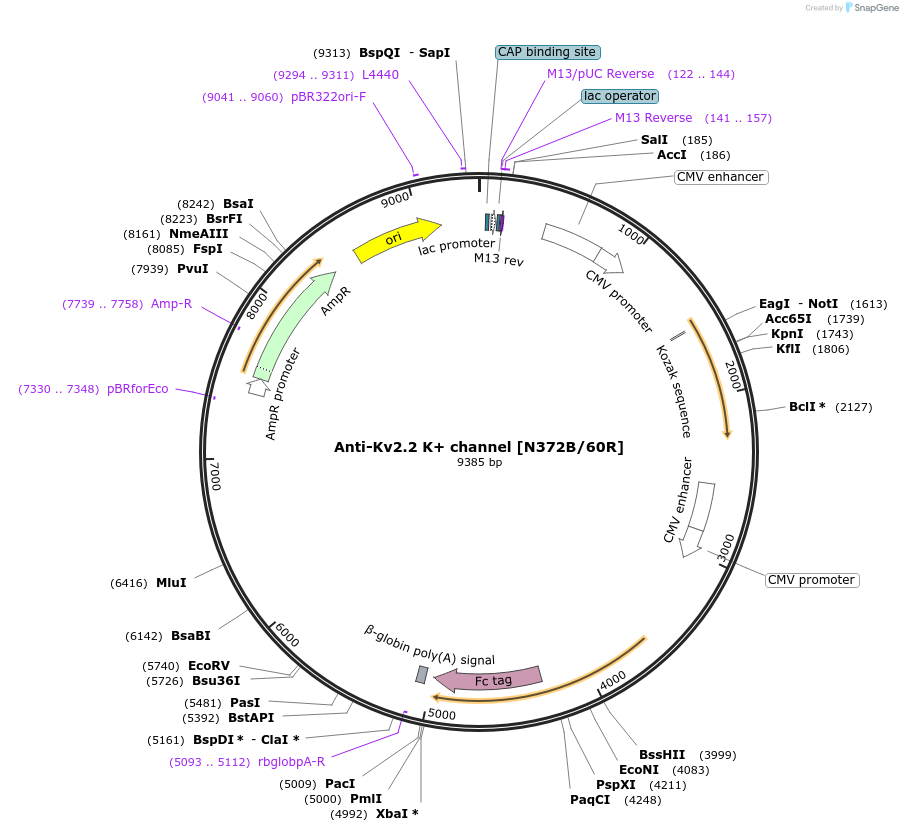188162-plasmid-map-sequence-id-376271