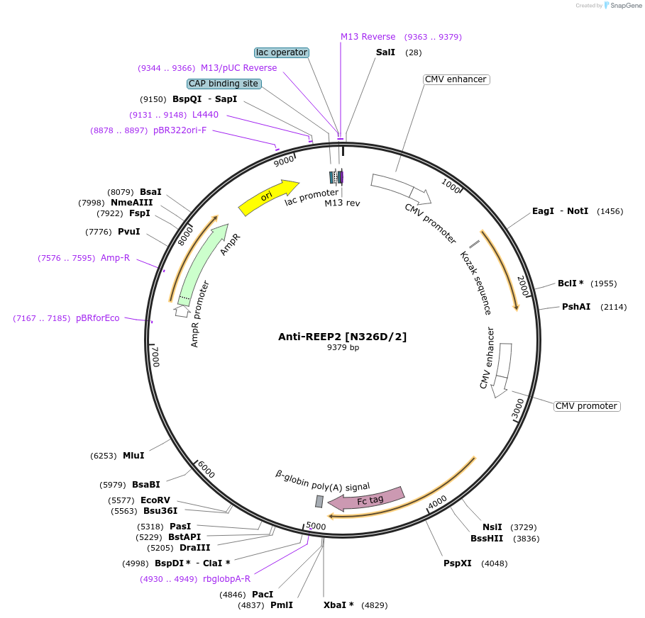 190313-plasmid-map-sequence-id-376285
