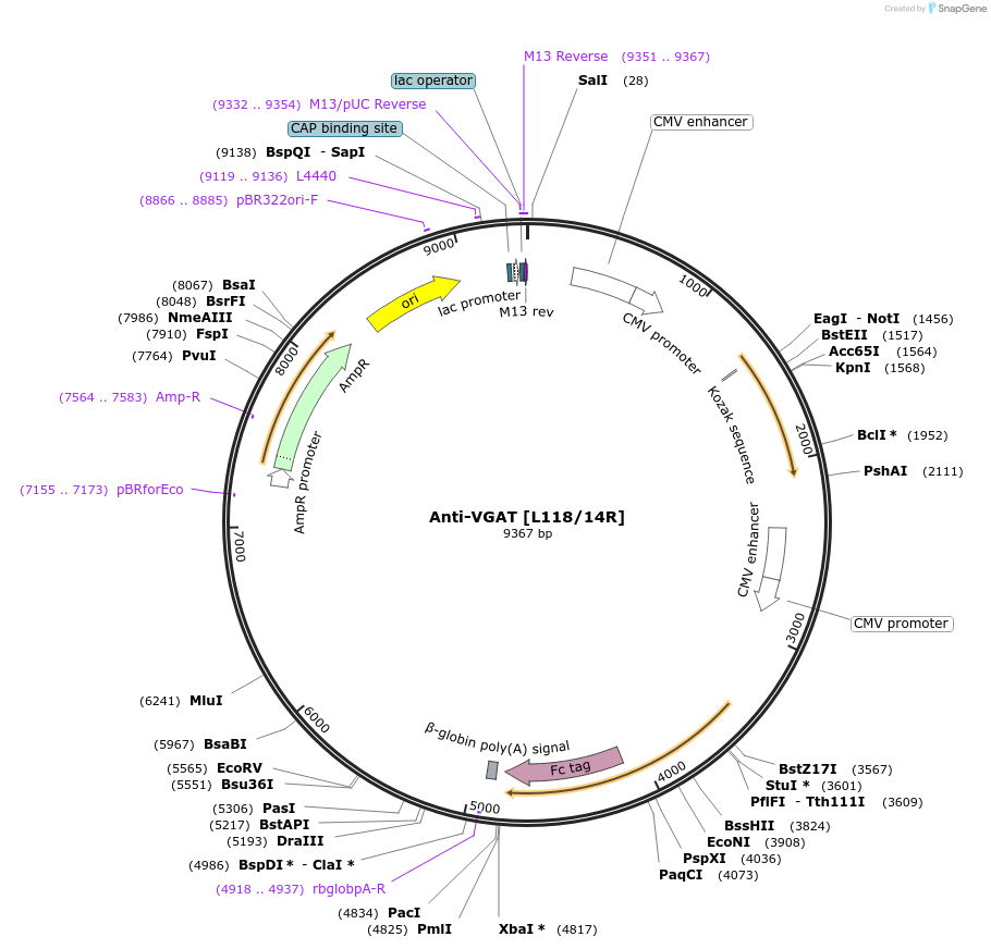 188172-plasmid-map-sequence-id-376289