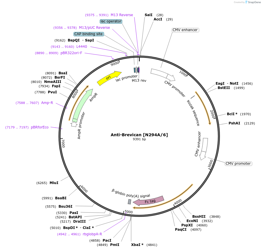 190309-plasmid-map-sequence-id-376292