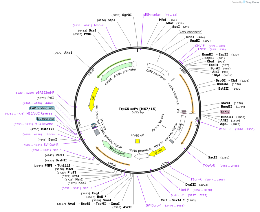 190564-plasmid-map-sequence-id-376293