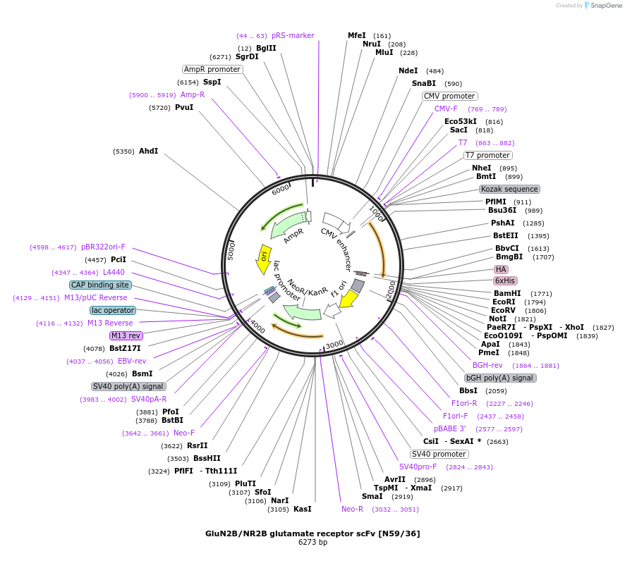 190563-plasmid-map-sequence-id-376294