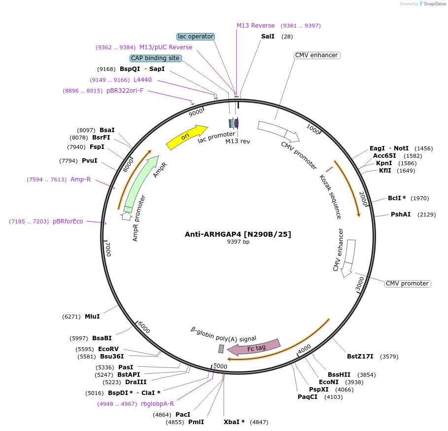 190308-plasmid-map-sequence-id-376295