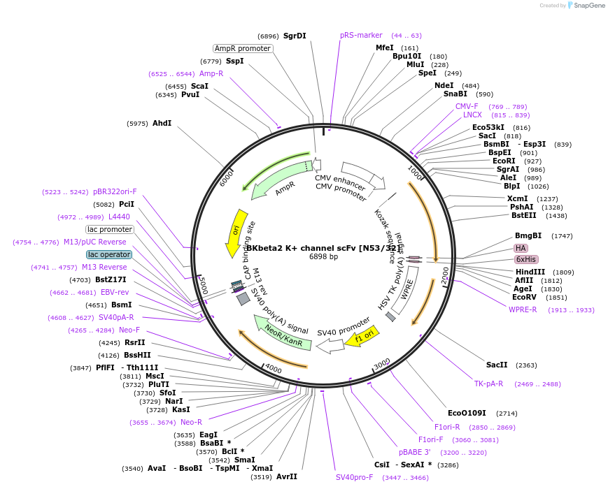 190561-plasmid-map-sequence-id-376298