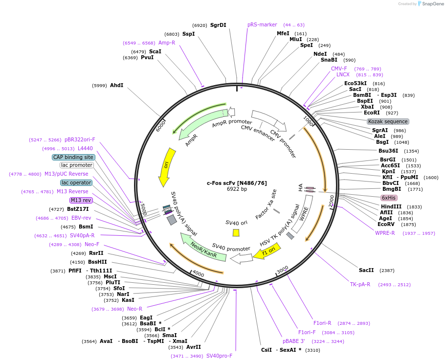 190560-plasmid-map-sequence-id-376299