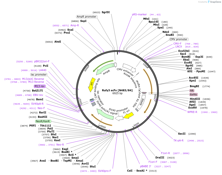 190559-plasmid-map-sequence-id-376301