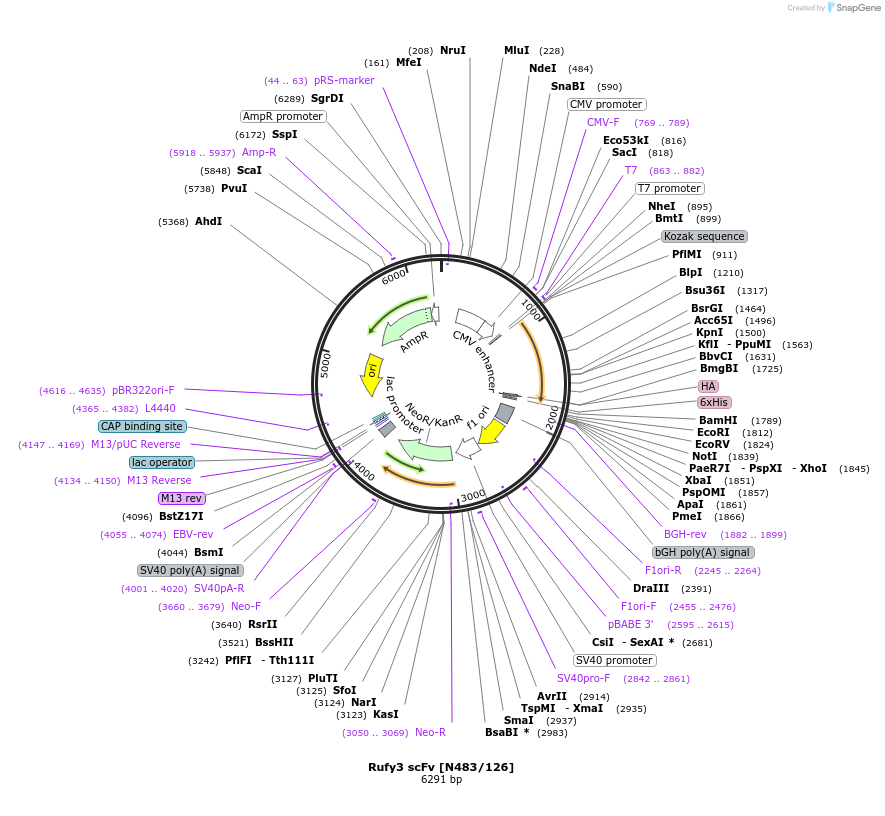 190557-plasmid-map-sequence-id-376307