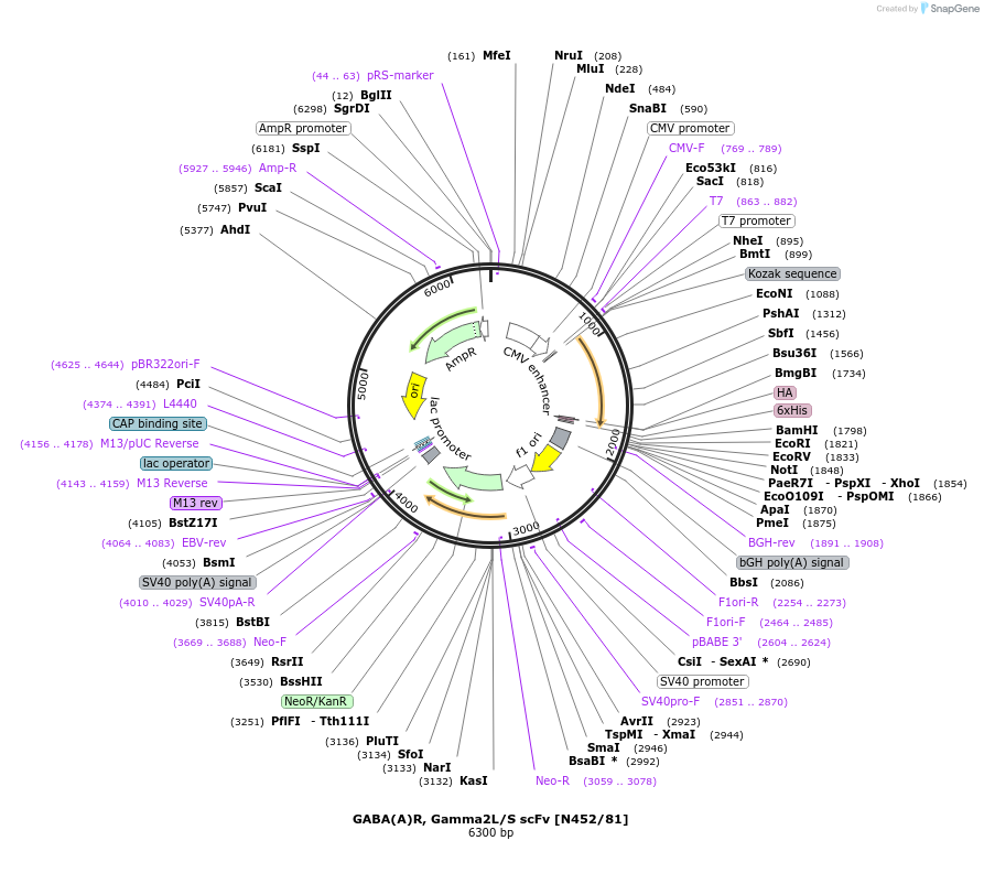 190556-plasmid-map-sequence-id-376310