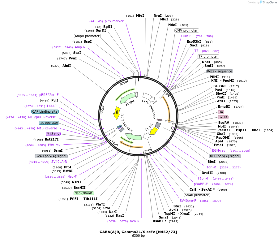 190555-plasmid-map-sequence-id-376311