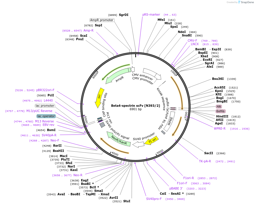 190550-plasmid-map-sequence-id-376326