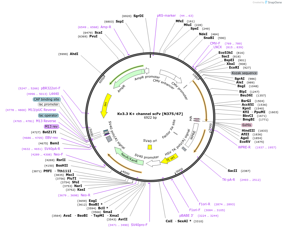 190549-plasmid-map-sequence-id-376330