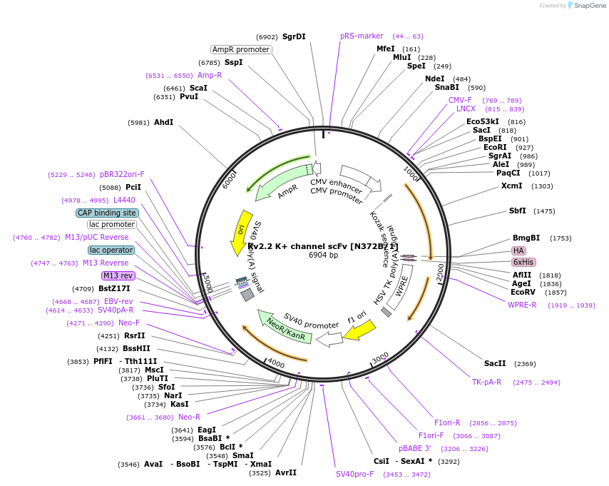 190548-plasmid-map-sequence-id-376334