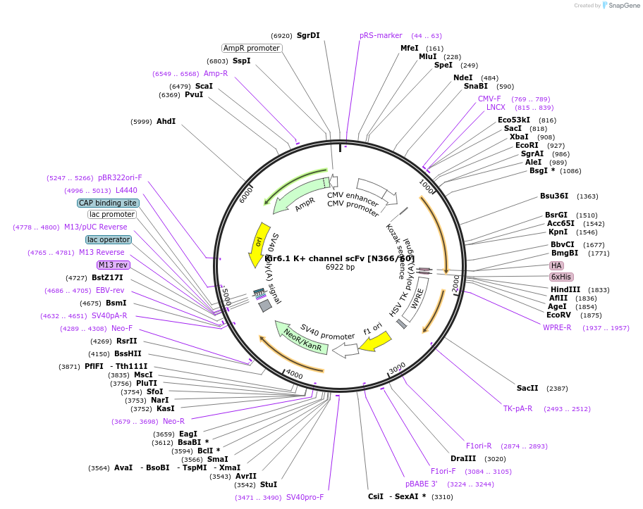 190547-plasmid-map-sequence-id-376337