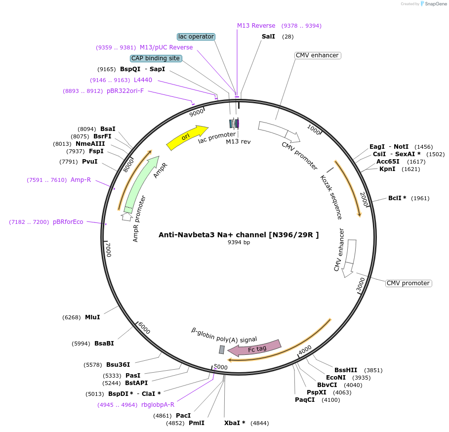 188209-plasmid-map-sequence-id-376338