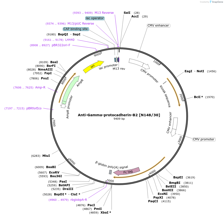 190299-plasmid-map-sequence-id-376340