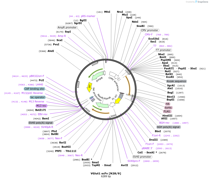 190545-plasmid-map-sequence-id-376344