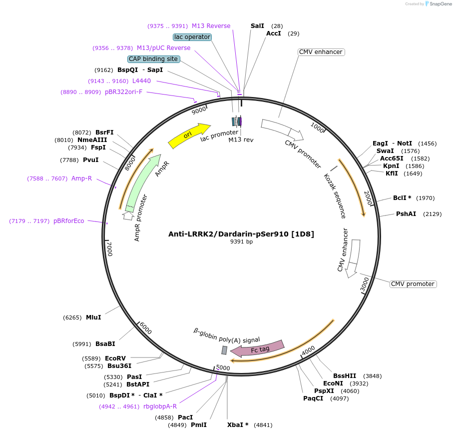 190279-plasmid-map-sequence-id-376345