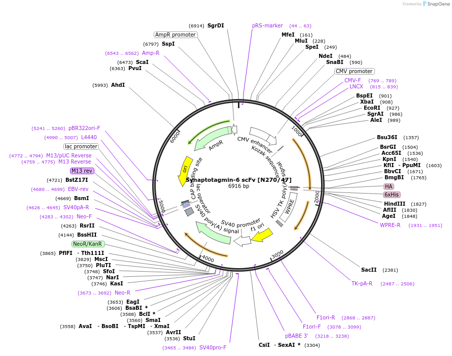 190544-plasmid-map-sequence-id-376346