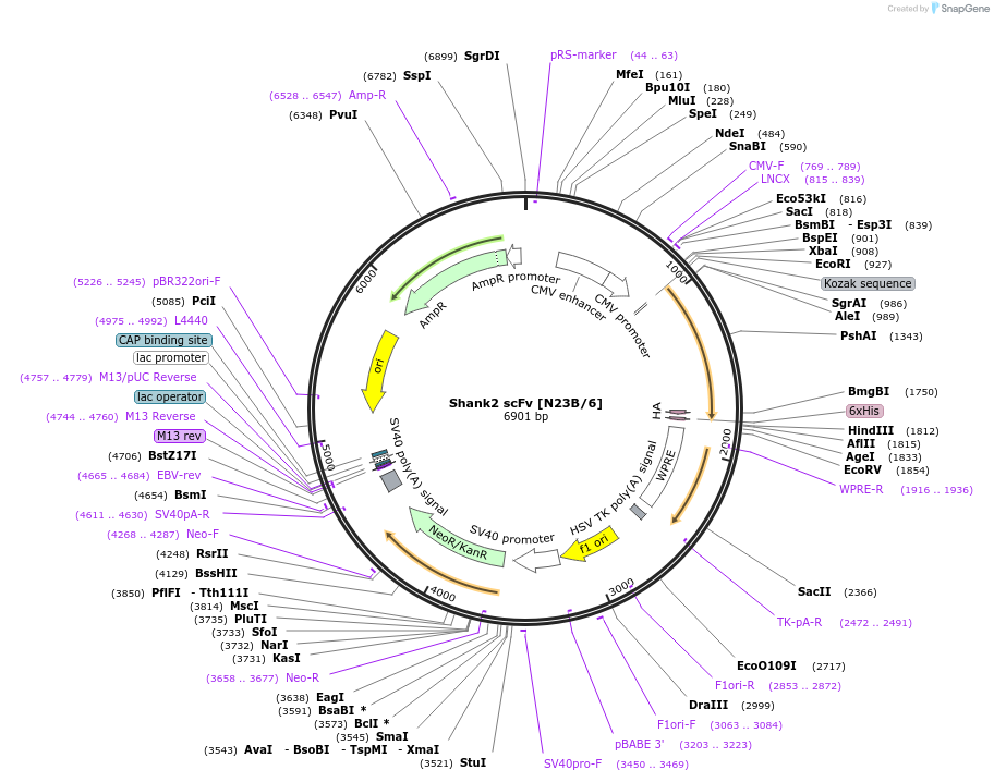 190543-plasmid-map-sequence-id-376350