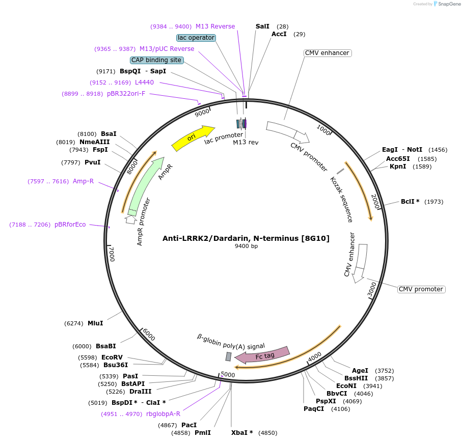 190281-plasmid-map-sequence-id-376353