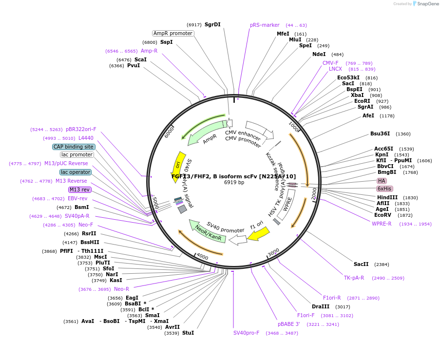 190541-plasmid-map-sequence-id-376355