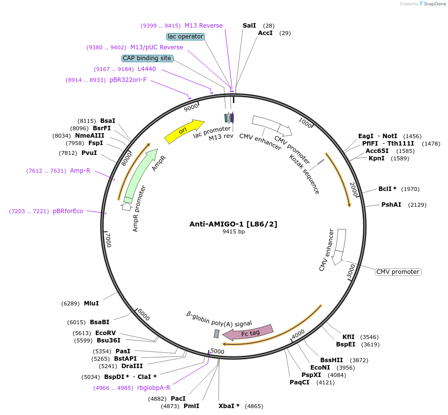 190294-plasmid-map-sequence-id-376356