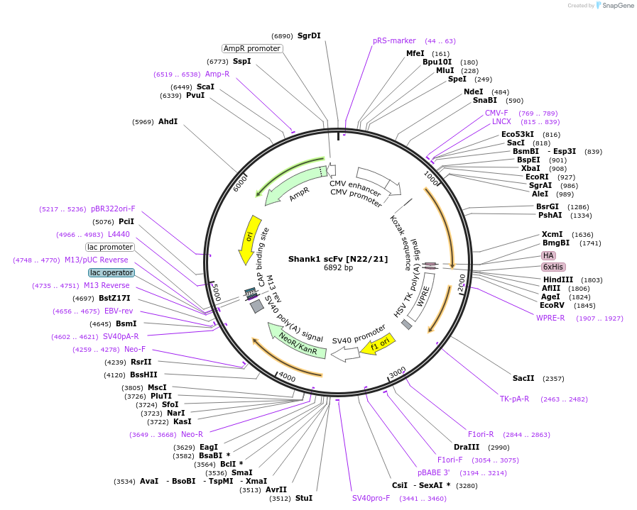 190539-plasmid-map-sequence-id-376361