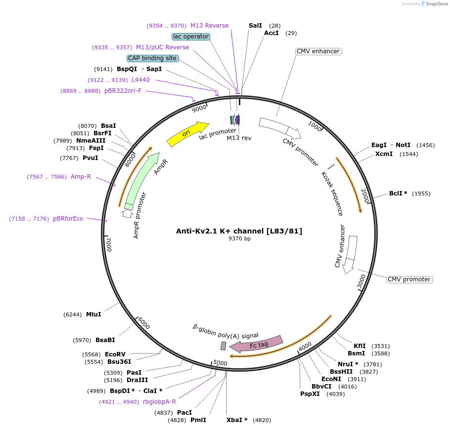 190292-plasmid-map-sequence-id-376364