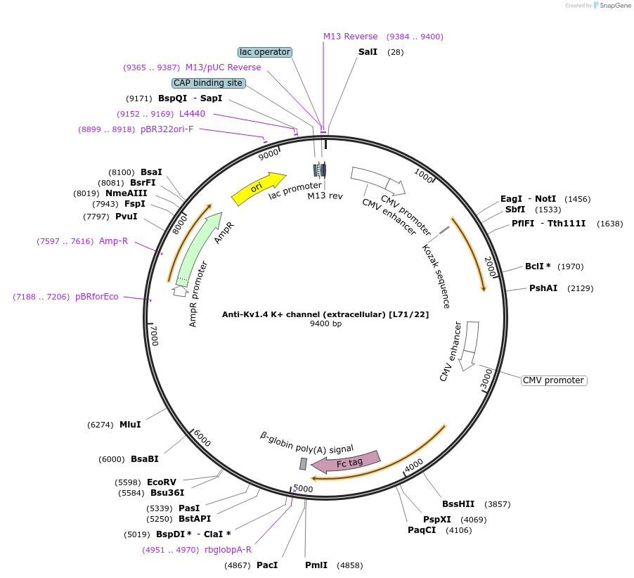 190291-plasmid-map-sequence-id-376367