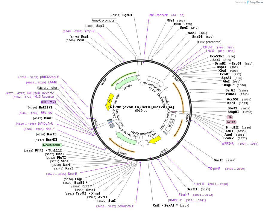 190538-plasmid-map-sequence-id-376368
