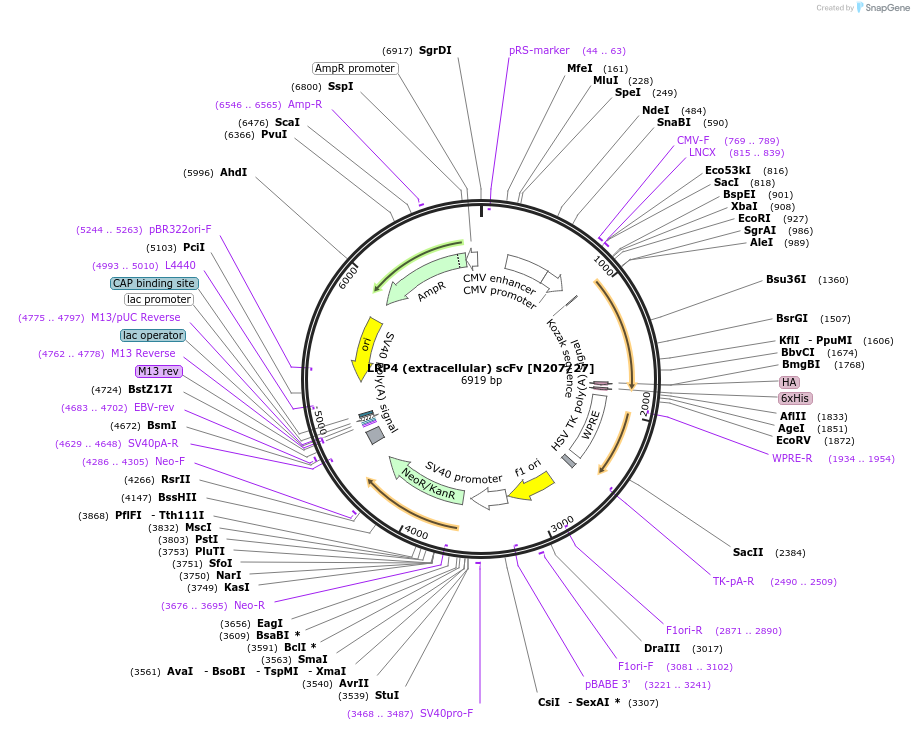 190537-plasmid-map-sequence-id-376371