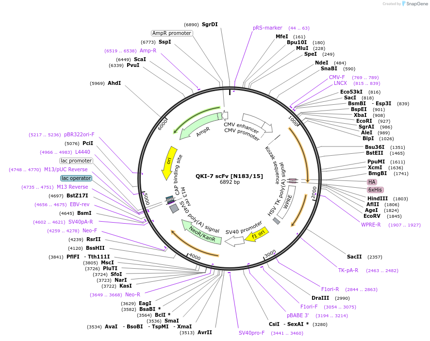 190536-plasmid-map-sequence-id-376372