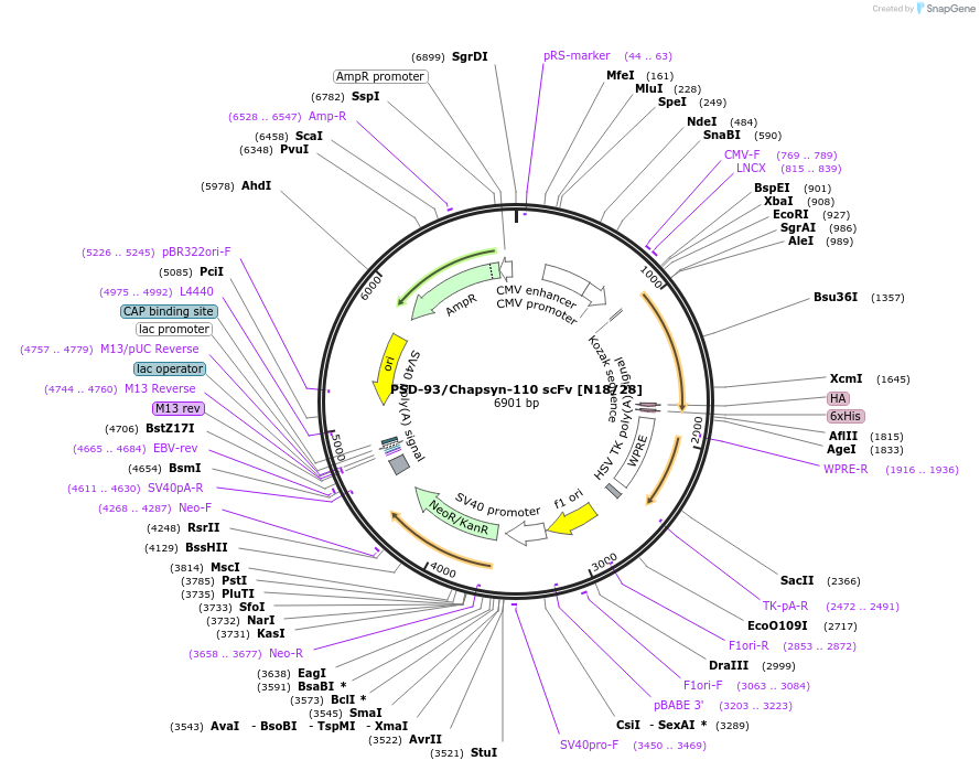 190535-plasmid-map-sequence-id-376376