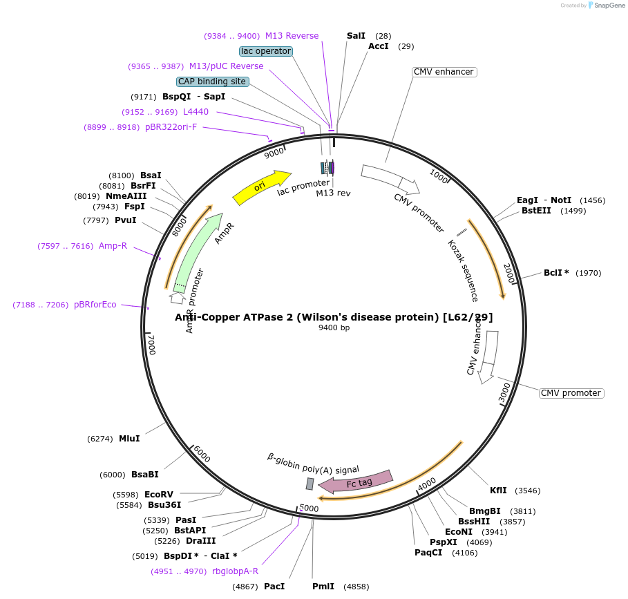 190289-plasmid-map-sequence-id-376378