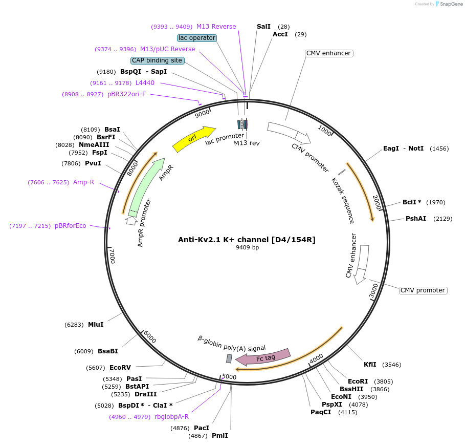188220-plasmid-map-sequence-id-376379
