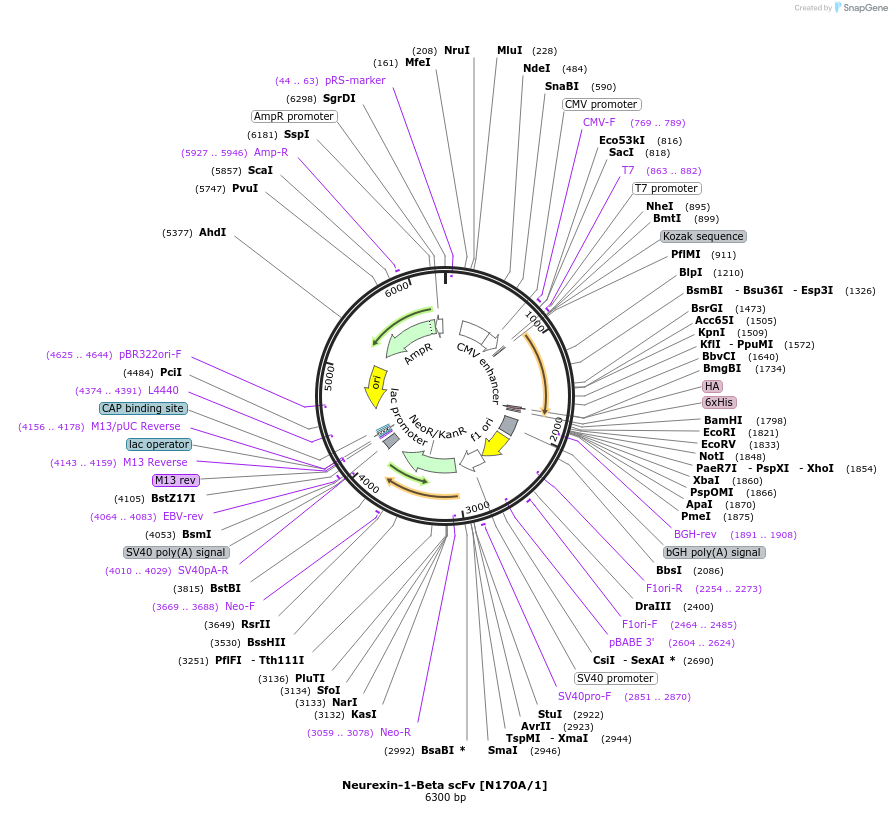 190534-plasmid-map-sequence-id-376380