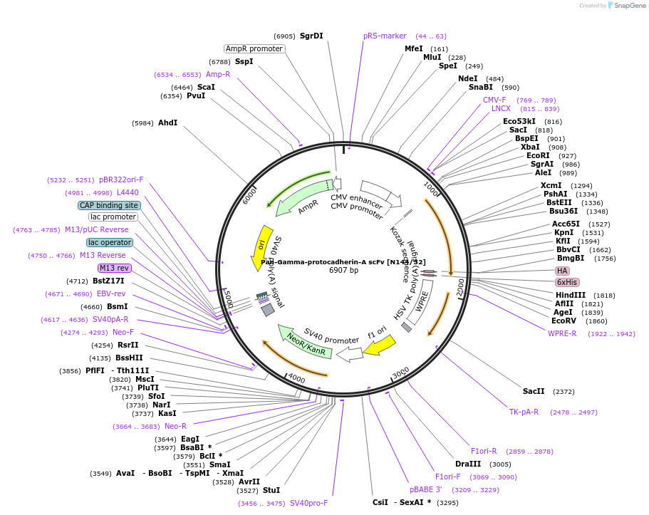 190532-plasmid-map-sequence-id-376385