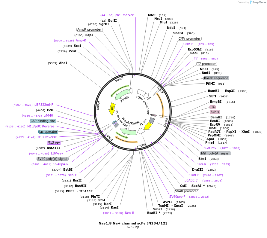 190531-plasmid-map-sequence-id-376386