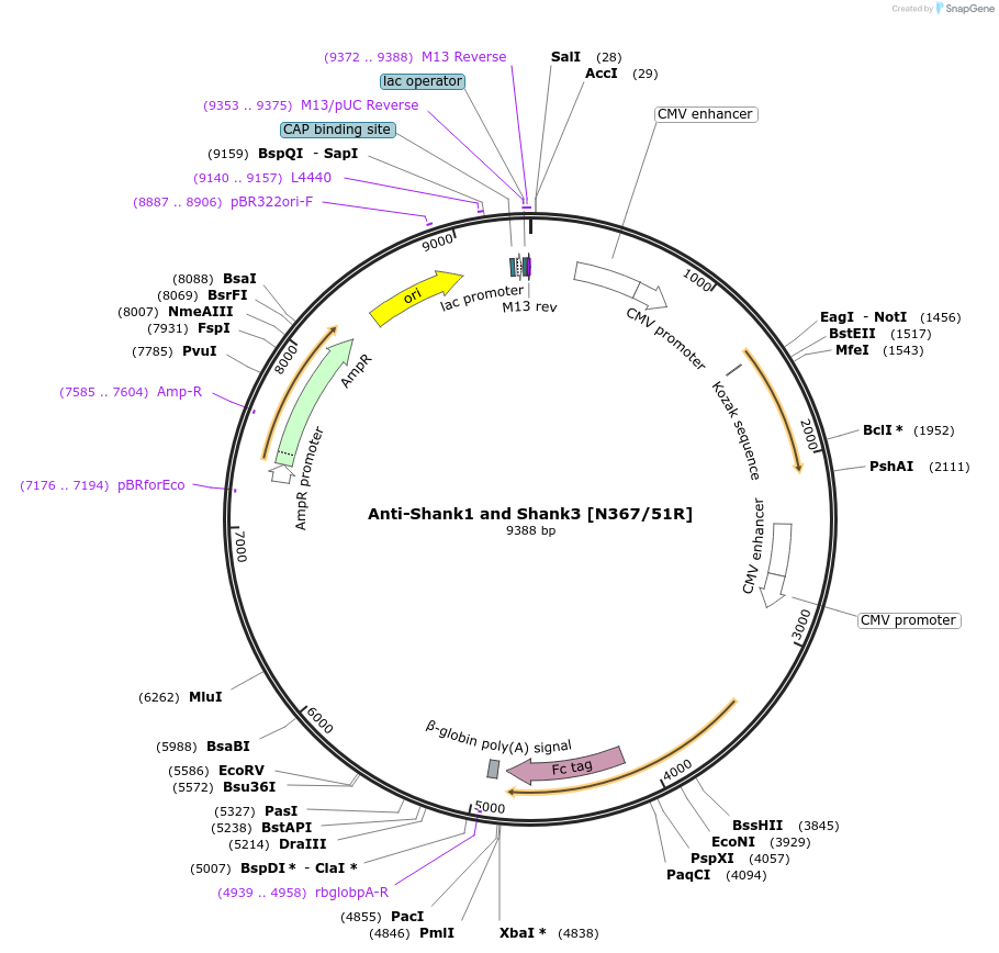 188222-plasmid-map-sequence-id-376387