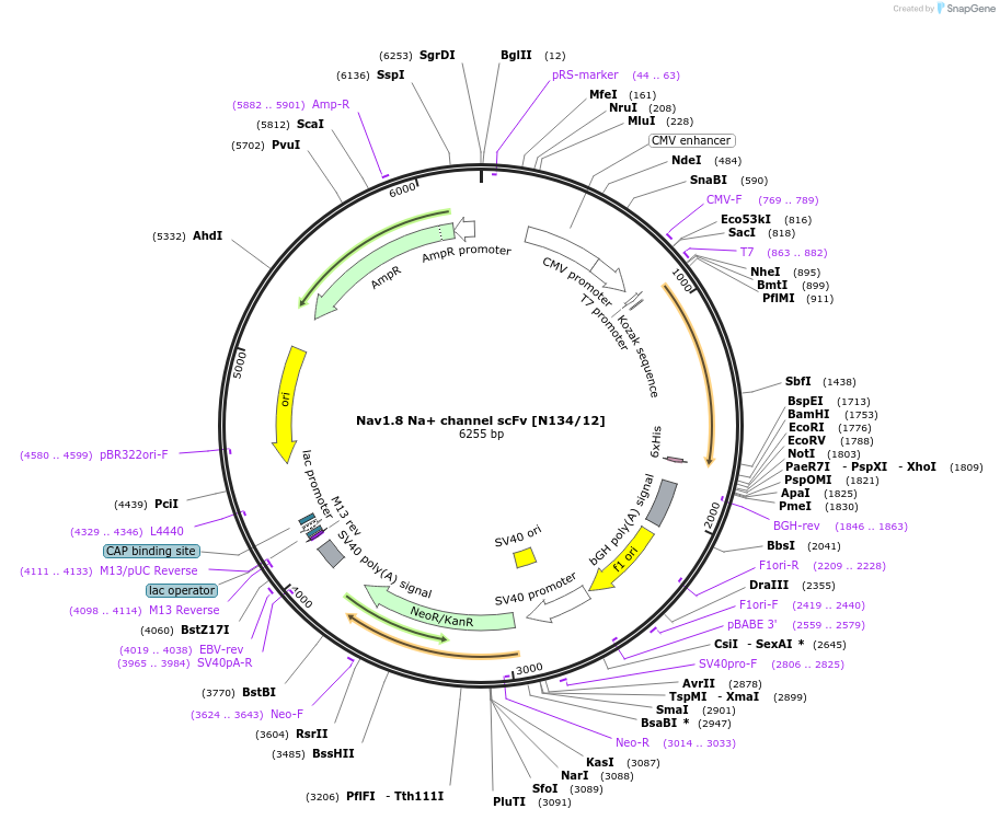 190530-plasmid-map-sequence-id-376393