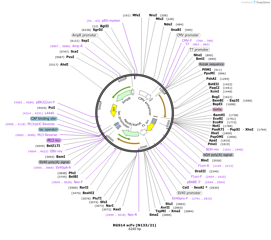 190529-plasmid-map-sequence-id-376395