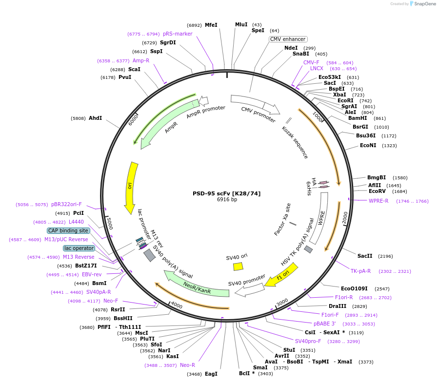 190490-plasmid-map-sequence-id-376400