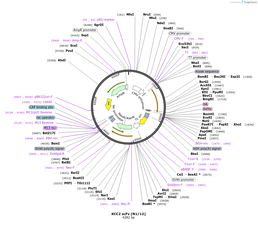 190520-plasmid-map-sequence-id-376401