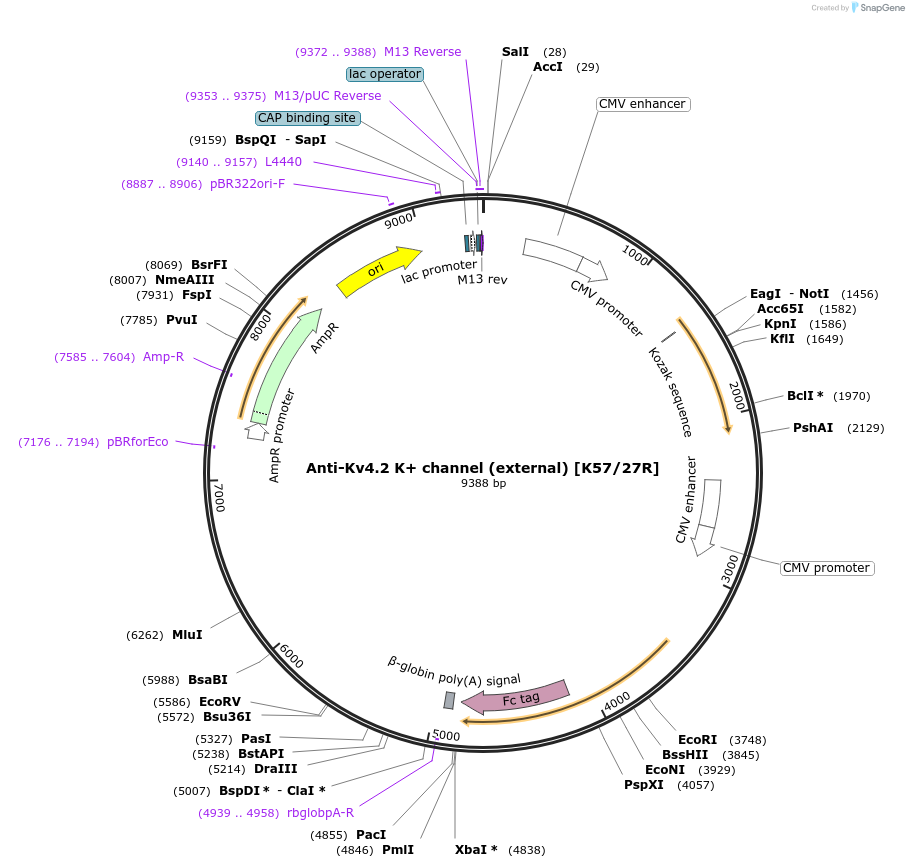 188226-plasmid-map-sequence-id-376402
