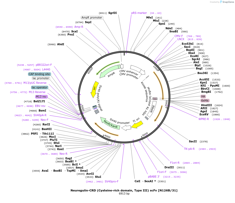 190528-plasmid-map-sequence-id-376403