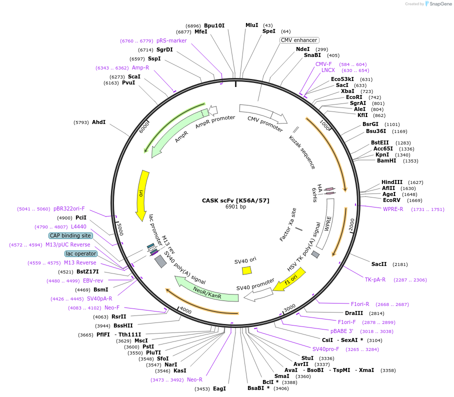 190492-plasmid-map-sequence-id-376405