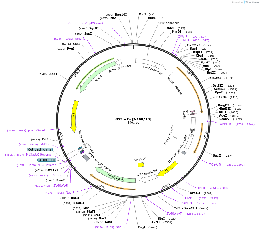 190521-plasmid-map-sequence-id-376406