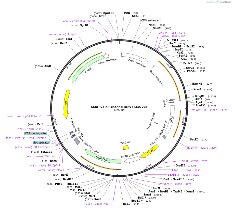 190493-plasmid-map-sequence-id-376407